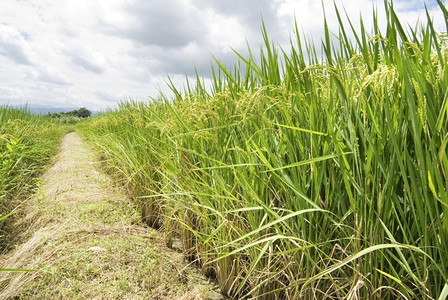 谷物走道自然稻米有人行道的稻米田东亚图片
