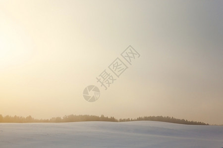 冬季拍摄特写森林阳光下树木剪影霜暴风雪早晨图片