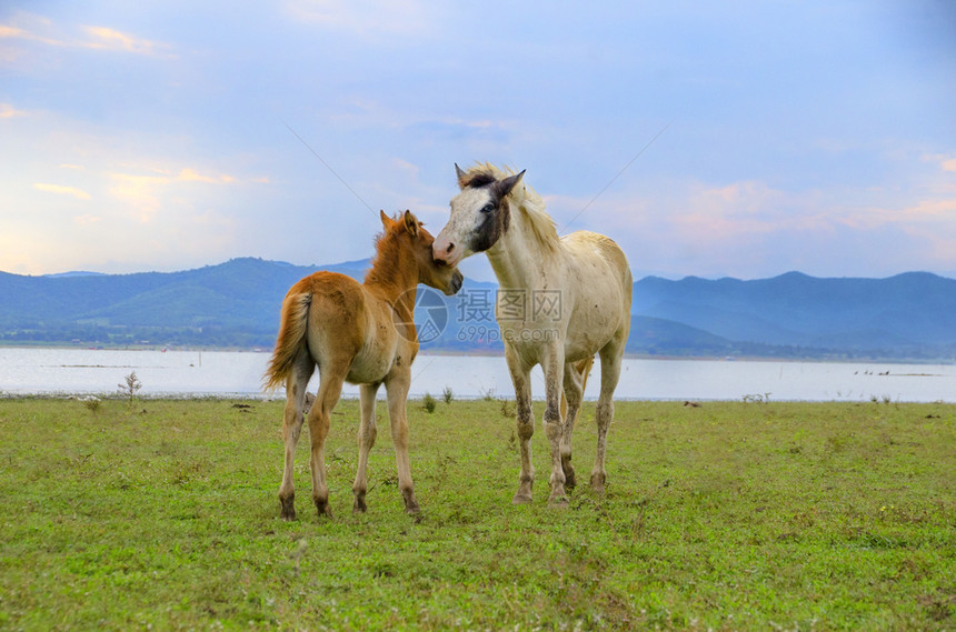 马在白天放牧蓝骑在草地上夏天薄雾头发图片