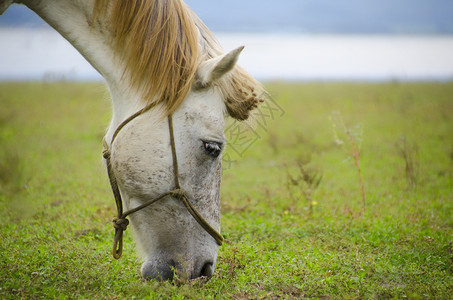 动物尾巴爬坡道马在白昼的牧草上有蓝天图片