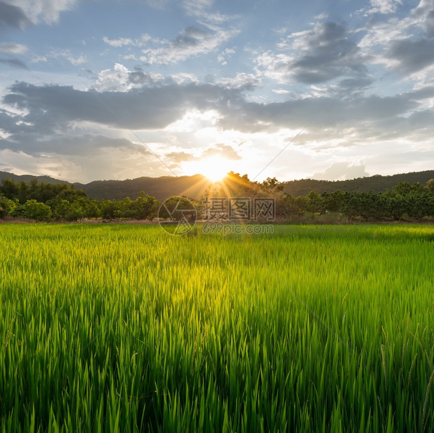 商业植物泰国北南省边阳光明的稻田夏天图片