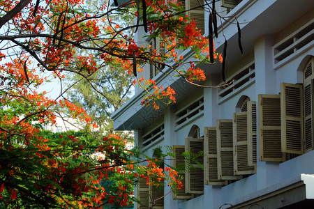暑期抢先学西贡户外越南胡志明市学校开着的红窗鲜花夏火树暑期朵盛放生机蓬勃学夏季的凤凰花符号天背景