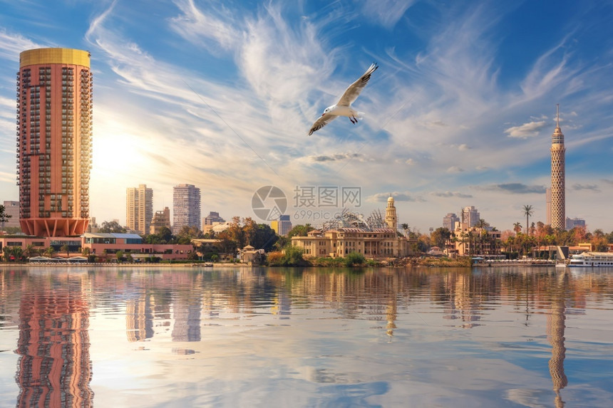 建筑学城市的海鸥飞过开罗市中心电视塔和埃及尼罗河港的时尚酒店海鸥飞过开罗市中心电视塔和埃及尼罗河港的时尚酒店建造图片