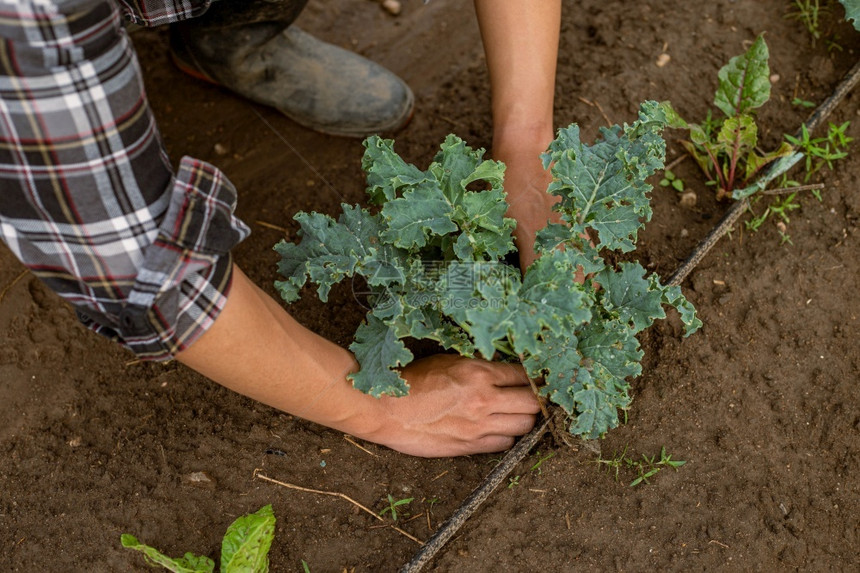 天气树篱园艺概念一个年轻的男园丁通过铲打植物周围的土壤来照顾一个菜种蔬图片