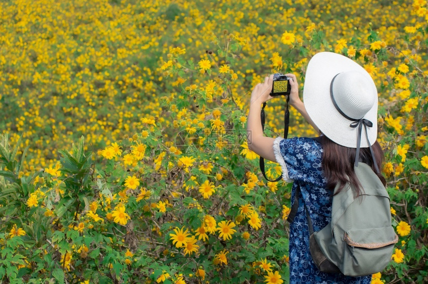 岩石年轻女拍摄了墨西哥向日葵田泰国梅洪松省DoiMaeUKho山上美丽的黄色花朵泰国MaeHongSon省DoiKho女士的照片图片