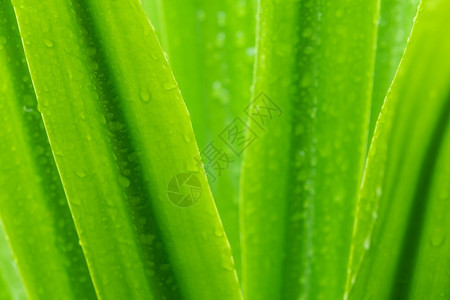 可选择的花园或者绿色植物树叶上的滴水或雨在园艺背景中为绿植物叶下注雨季青叶纹理背景温泉模式极小绿叶纹理背景背景图片