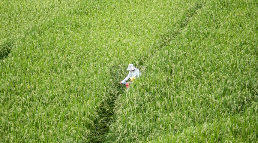 自然农业快乐的年轻女游客在山上的稻田露台散步享受风景玩得开心年轻的图片
