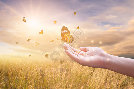 太阳出来了那女孩把蝴蝶从罐子里解放出来金蓝色的时刻自由概念生活象征和谐设计图片