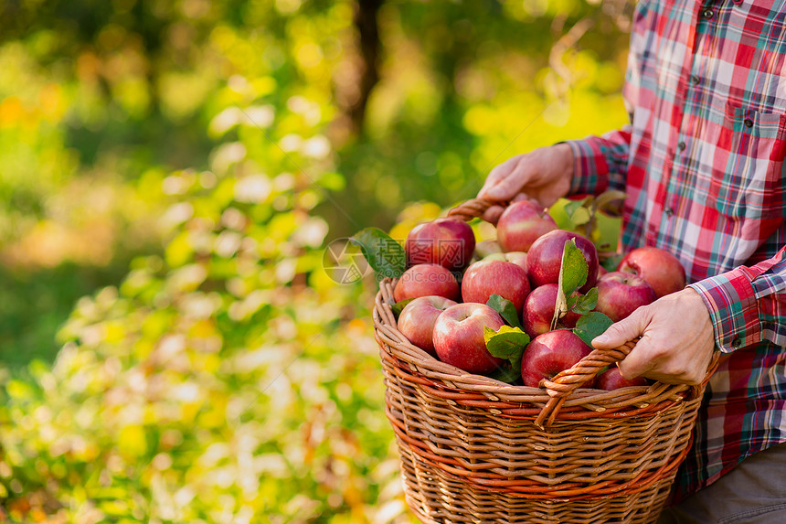 落下果园一种采摘苹个有完整篮子的红苹果人在花园里有机苹果批准的手势库存照片采摘苹果一个有完整的篮子红色苹果人在花园里图片
