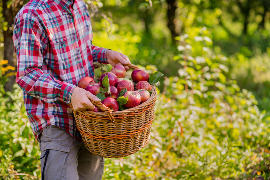 工作采摘苹果一个有完整篮子的红苹果人在花园里有机苹果批准的手势库存照片采摘苹果一个有完整的篮子红色苹果人在花园里农业满的图片