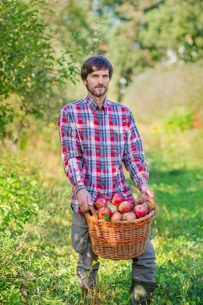 维生素新鲜红色的采摘苹果一个有完整篮子的红苹果人在花园里有机苹果批准的手势库存照片采摘苹果一个有完整的篮子红色苹果人在花园里图片