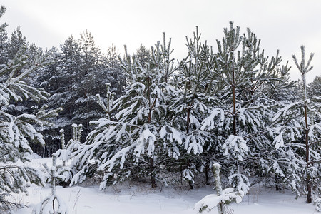 场景白雪皑环境的冬季在雪中种植青春松树在冬天大雪降之后在冬天的雪下图片