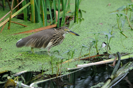 阿德奥拉海滩钓鱼荒野印度池塘苍鹭在他的自然栖息地背景