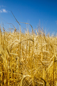 成熟的金黄色的麦子图片