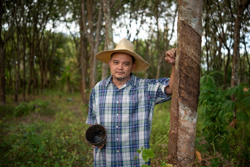 亚洲农民男子业学家对橡胶树种植园的低产量生率感到不快天然乳胶排有橡树是为泰国工业收获天然橡胶的农业收获型天然橡胶泰国农民业种植者图片