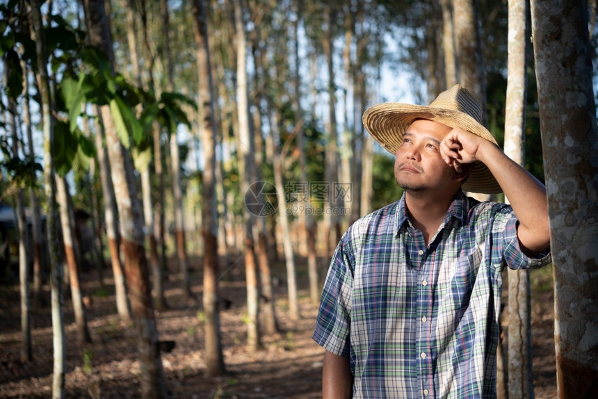 新鲜的亚洲农民男子业学家对橡胶树种植园的低产量生率感到不快天然乳胶排有橡树是为泰国工业收获天然橡胶的农业收获型天然橡胶泰国农民业图片