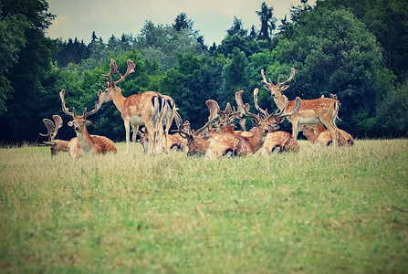 场地农村降压休耕小鹿Damadama美丽的自然背景与动物森林和日落布尔诺捷克欧洲动物自然背景图片