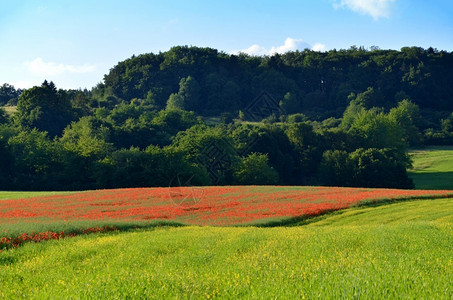 种子田中的红色花朵山粉高清图片