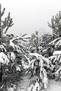 保护森林中的松树在阴云多的气候中灰色天空和冬季时间下雪后的常绿树木图片