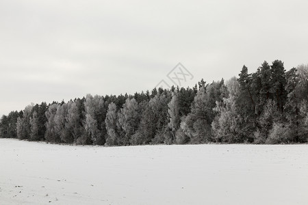 灰蒙冬季雪在下后出现冬季的雪流在天飘动季文化节背景图片