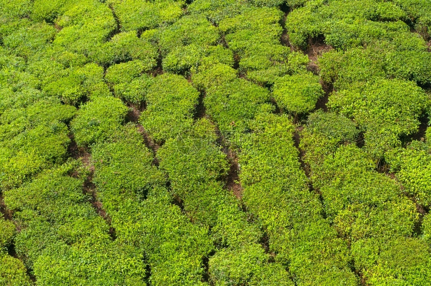 木头财产种植园冬季清晨Lush绿色茶叶庄园图片