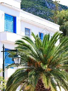 街道一棵枣椰树的冠在金属路灯附近展开背景是一座带有蓝色木窗和门的传统希腊白色房屋科林斯湾沿岸的木门窗生长出去背景图片