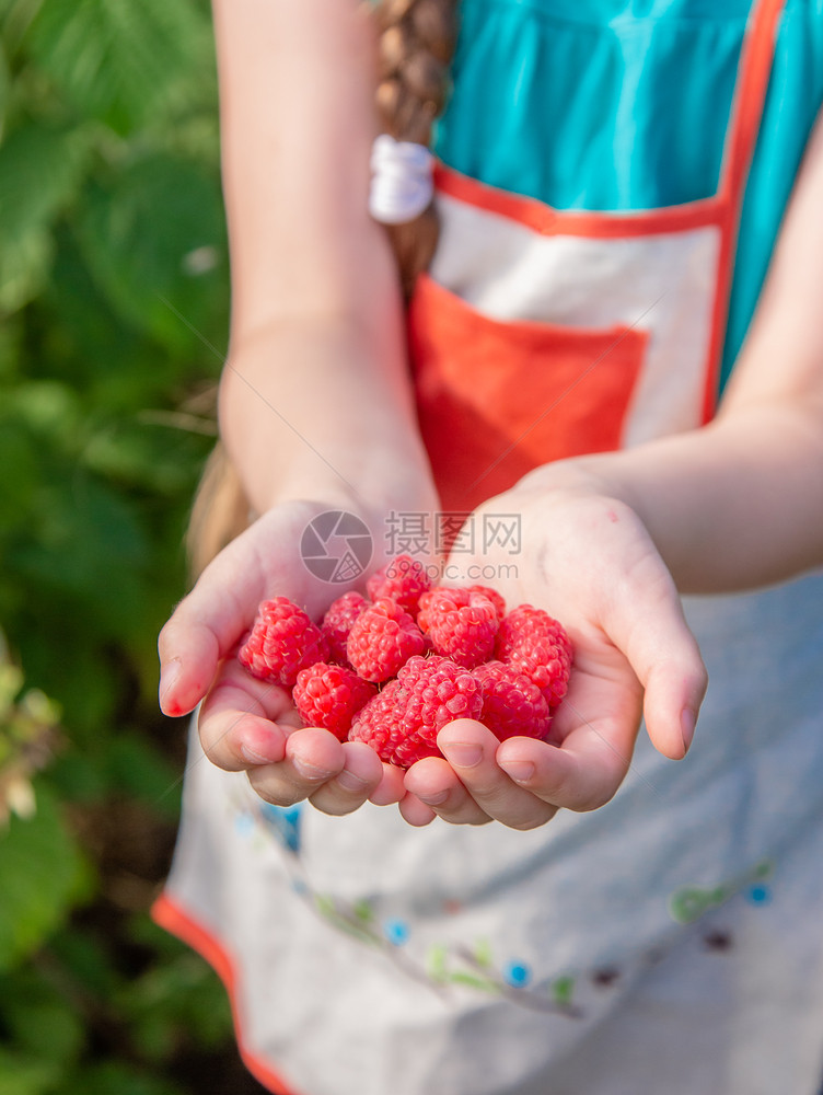 农业灌木Childrenrsquos采摘树莓一个可爱的小女孩在有机树莓农场收集新鲜水果孩子们园艺和采摘浆果孩子吃成熟健康的浆果C图片