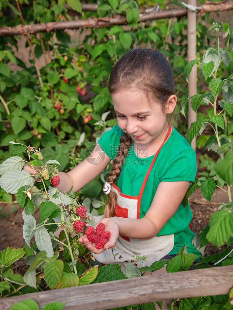 山莓Childrenrsquos采摘树莓一个可爱的小女孩在有机树莓农场收集新鲜水果孩子们园艺和采摘浆果孩子吃成熟健康的浆果Chi图片