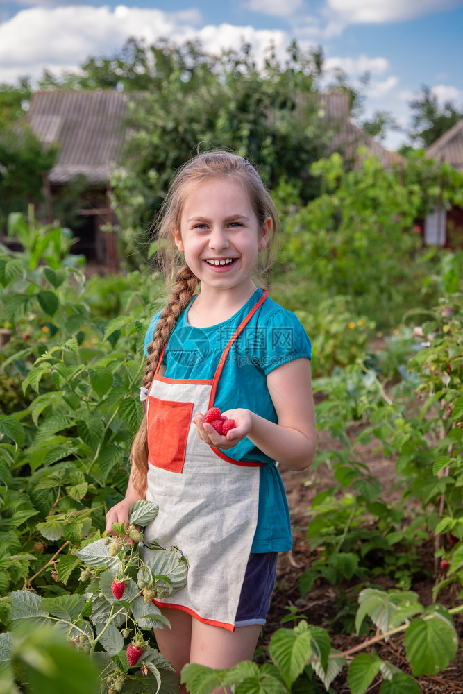 花园一种农业Childrenrsquos采摘树莓一个可爱的小女孩在有机树莓农场收集新鲜水果孩子们园艺和采摘浆果孩子吃成熟健康的浆图片