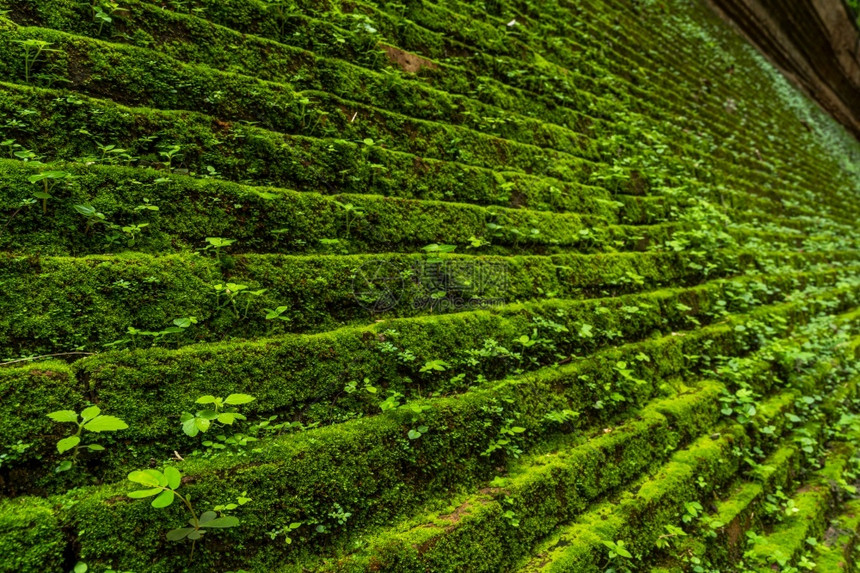 古老的原底墙大纹理有绿苔草WatUmongSuanPuthatham是泰国清迈的佛教寺庙公园菌苔藓图片