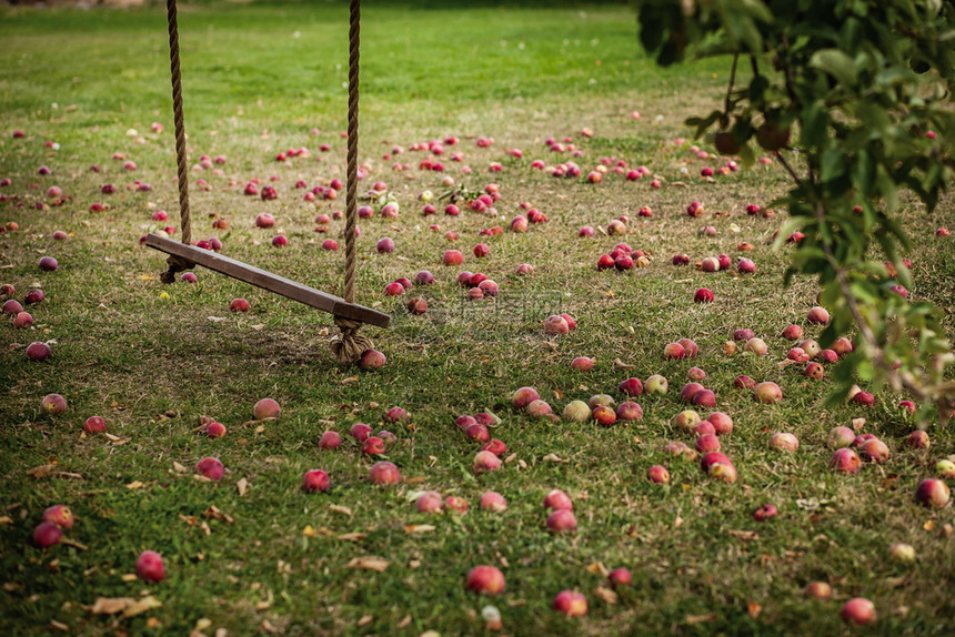 开花美丽的在苹果树下游荡的乡村传统纳萨尔吉奇童年孩子图片