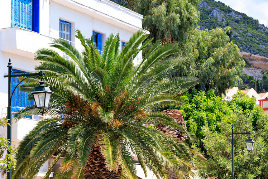 户外美丽的椰枣树在希腊一条街道上灯之间生长那里有白色的房屋和传统蓝色窗户和门上面有白色的房屋传统蓝色窗户和子这些房和门是漂亮的城图片