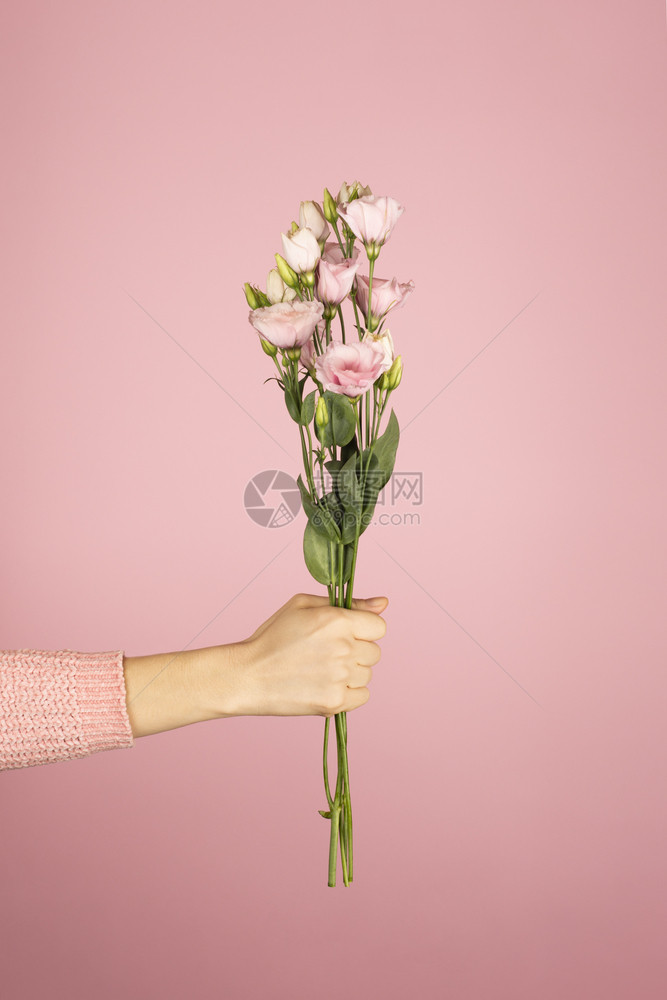周年纪念日一种新鲜的情人节国际妇女日或母亲的Trindy横幅粉红乌斯托玛美丽的花束用粉色背景和红的女手握着粉红色爱奥斯托玛的美花图片