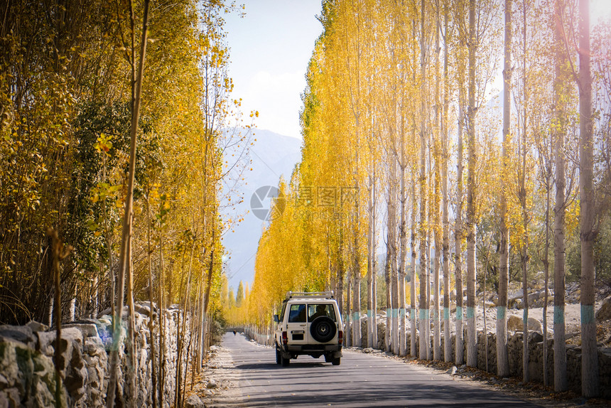 季节阳光山巴基斯坦GilgitBaltistan的Skardu秋天黄叶花木丛中有一辆汽车在通往Khaplu的路上行驶图片