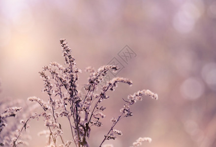 花朵的冬季以紫色调干野花软焦点冬季森林干鲜花选择焦点为情人节背景提供复制空间的传统色彩重点场地背景图片