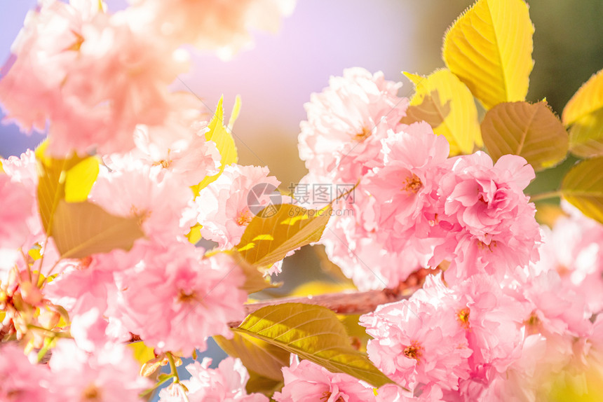 美丽的自然场景春樱桃树开花在秋春樱盛美丽的假日贺礼卡浅的田地TondSoft焦点深浅植物学欧洲度图片