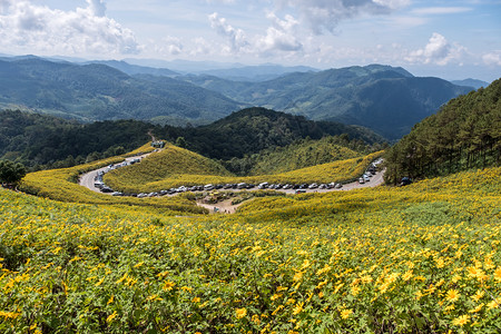 森林北方墨西哥向日葵田与泰国北部高山上旅行者对望墨西哥向日葵田景点的观察风背景图片