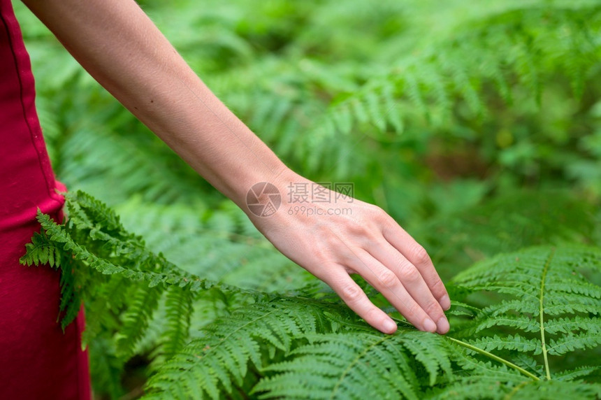 畅快女手优雅的长指轻触摸植物蕨类的叶子无法辨认的人特写镜头高质量照片女手蕨类植物叶子白种人荒野图片