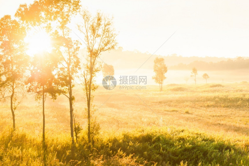 温暖的明亮日出通过热带树木照耀到薄雾和金色草原宁静的夏日风景地平线发光的图片