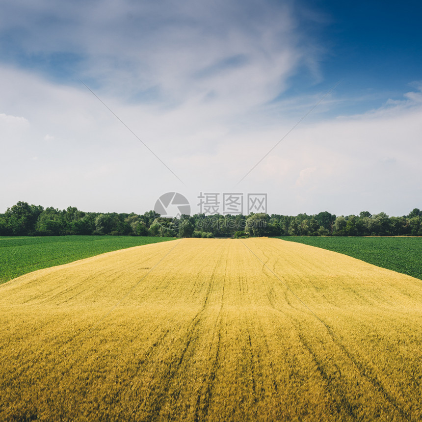 绿色和黄小麦田在意大利伦巴迪捕捉有复制空间的绿色和黄小麦田摄影种子超过图片