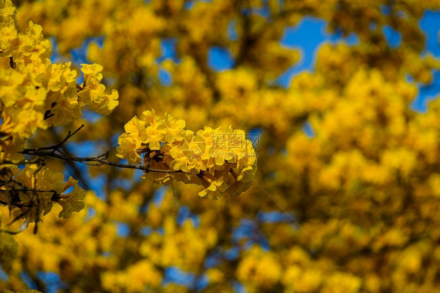 秋天户外黄色的树叶图片