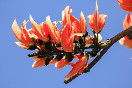 两个都红色的布提亚一世间植物是中等大小的树花朵包括橙色和黄火焰图片