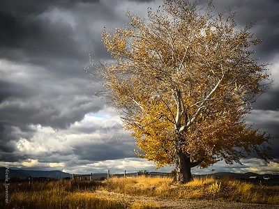 天气有金叶和灰空的戏剧Lit树荒野叶子图片