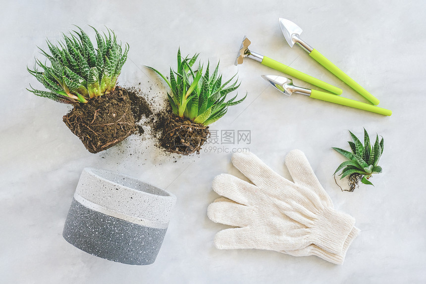 自然平坦的移植室内花卉和植物大理石桌上的绿色多肉植物芽混凝土盆白手套耙子和铲工具概念花卉或园艺顶视图平躺移植室内花卉和植物绿色多图片