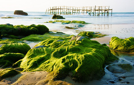 越南苔藓蛙海岸线令人印象深刻的自然景观有惊人的海藻石上绿色苔榈覆盖海浪撞击岸小木桥树冠在海滩上作浪漫和天堂风景藻类阳光背景