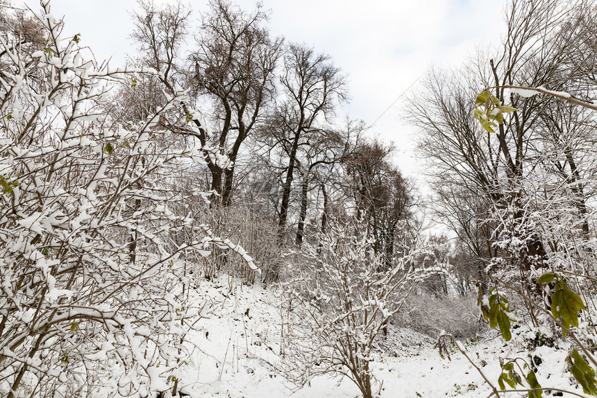 户外冬季城市公园的雪覆盖树木和灌丛是干枯的叶地面上布满雪覆盖的树木和灌丛冬天自然图片