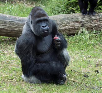黑色的大猩猩低地森林港雄大猩食用内壳水果背景