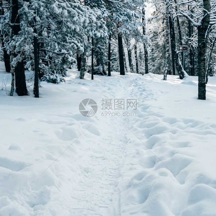 生存冬季森林中雪树的路径降雪图片