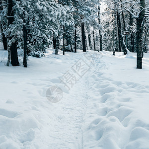 生存冬季森林中雪树的路径降雪图片