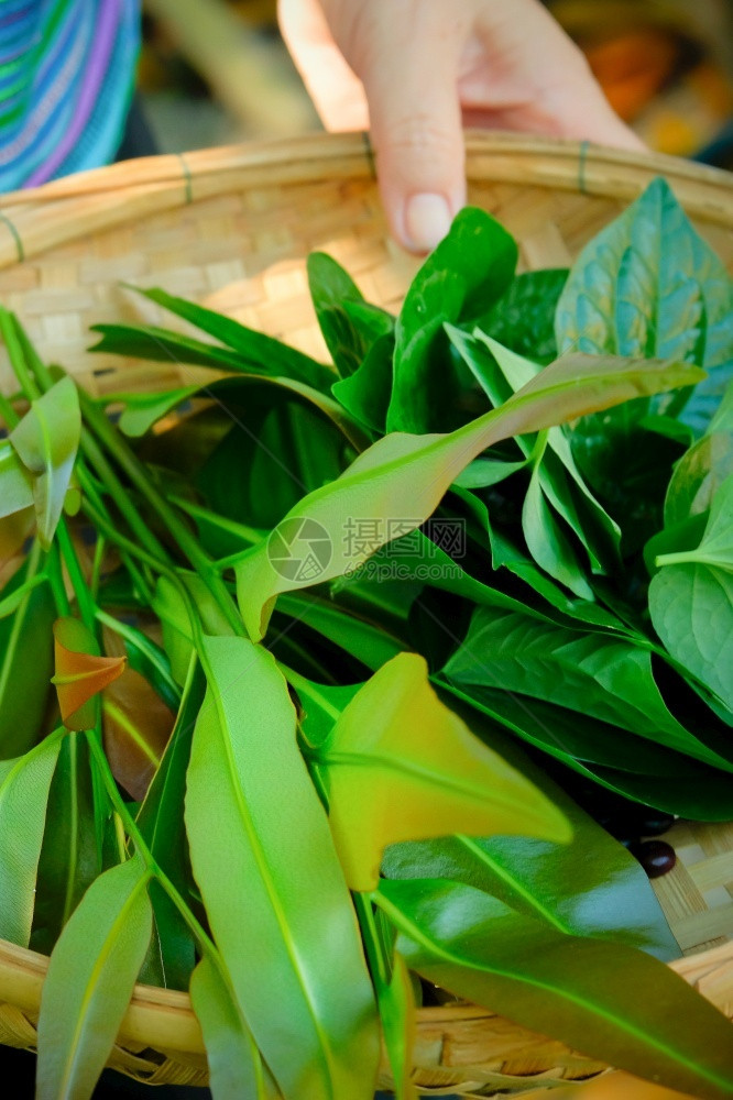 农业女士近身园艺员携带竹篮子各种新鲜草药有机沙拉活管树脂和热带花园中的其他蔬菜以绿色叶为主植物图片